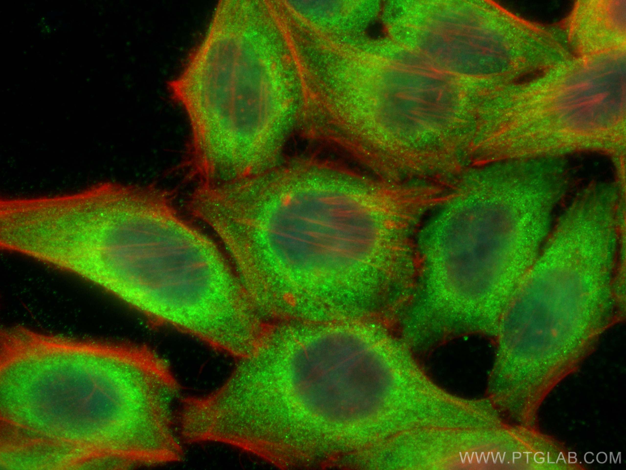 Immunofluorescence (IF) / fluorescent staining of HepG2 cells using SCARF1 Polyclonal antibody (28174-1-AP)