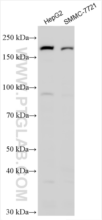 Western Blot (WB) analysis of various lysates using SCARF1 Polyclonal antibody (28174-1-AP)