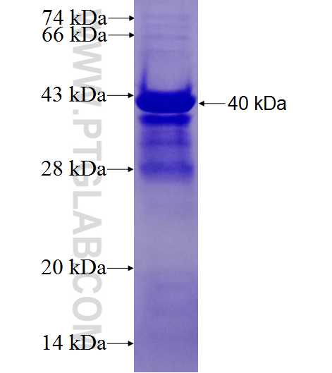 SCARF1 fusion protein Ag28079 SDS-PAGE