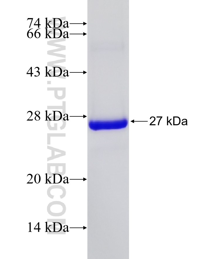 SCARF1 fusion protein Ag33534 SDS-PAGE