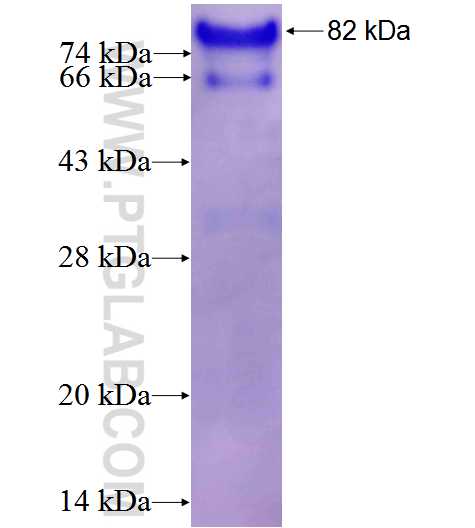 SCARF1 fusion protein Ag4621 SDS-PAGE