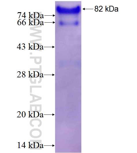 SCARF1 fusion protein Ag4621 SDS-PAGE