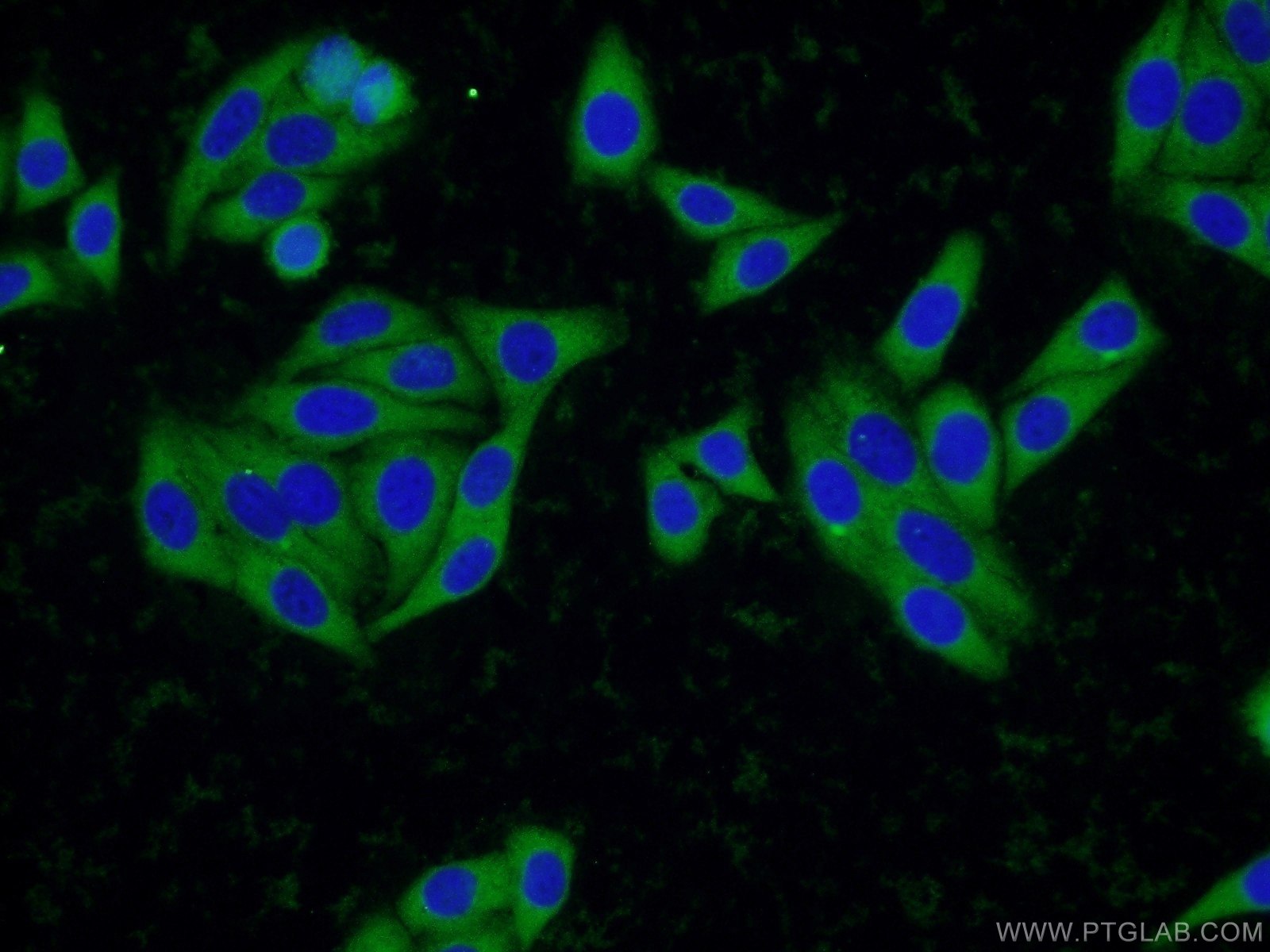 Immunofluorescence (IF) / fluorescent staining of HepG2 cells using SCCPDH Polyclonal antibody (24941-1-AP)