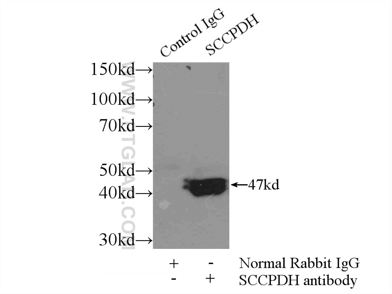Immunoprecipitation (IP) experiment of COLO 320 cells using SCCPDH Polyclonal antibody (24941-1-AP)