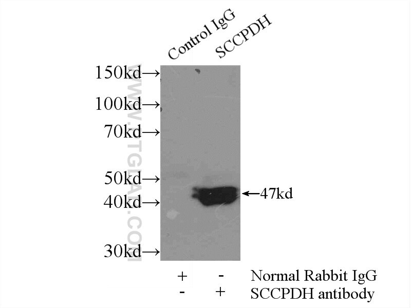 IP experiment of COLO 320 using 24941-1-AP