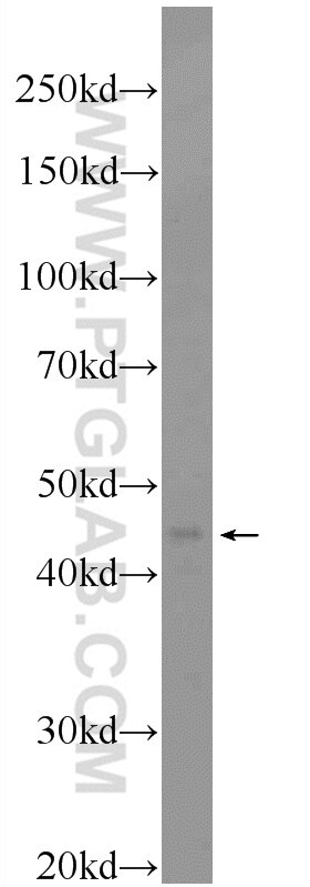 Western Blot (WB) analysis of HepG2 cells using SCCPDH Polyclonal antibody (24941-1-AP)