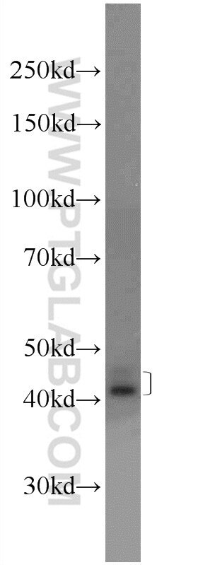 Western Blot (WB) analysis of COLO 320 cells using SCCPDH Polyclonal antibody (24941-1-AP)