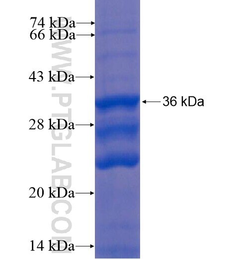 SCCPDH fusion protein Ag11551 SDS-PAGE