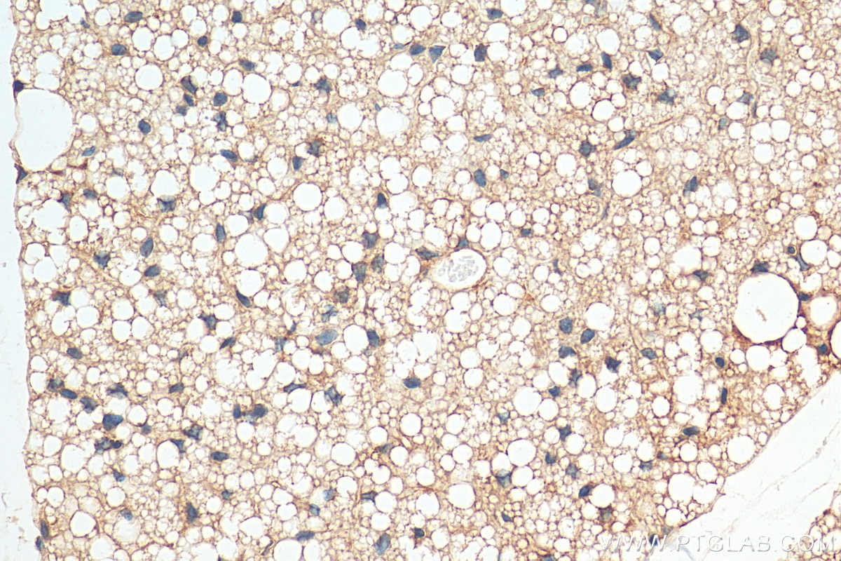 IHC staining of mouse brown adipose using 28678-1-AP