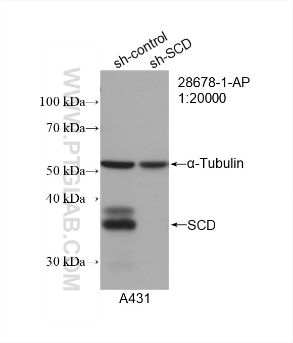 Western Blot (WB) analysis of A431 cells using SCD Polyclonal antibody (28678-1-AP)