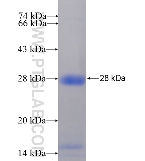 SCD fusion protein Ag13456 SDS-PAGE