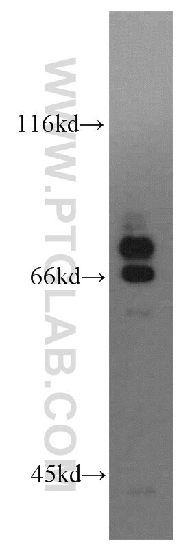 SCEL Polyclonal antibody