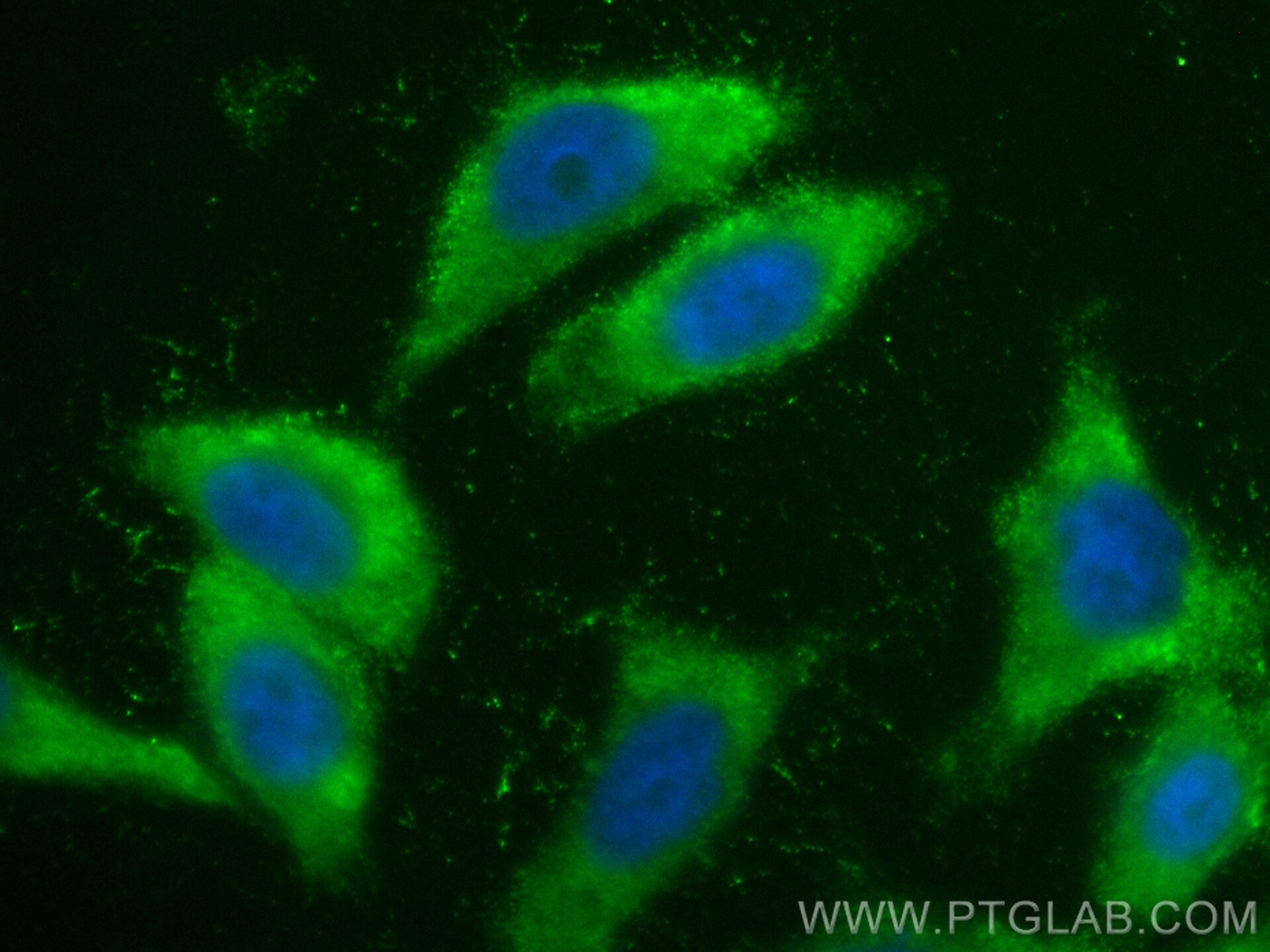 Immunofluorescence (IF) / fluorescent staining of HepG2 cells using CoraLite® Plus 488-conjugated SCEL Polyclonal anti (CL488-11906)