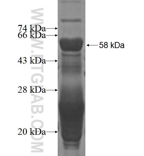 SCEL fusion protein Ag2578 SDS-PAGE