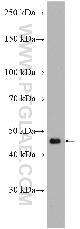 Western Blot (WB) analysis of NIH/3T3 cells using SCF Polyclonal antibody (26582-1-AP)