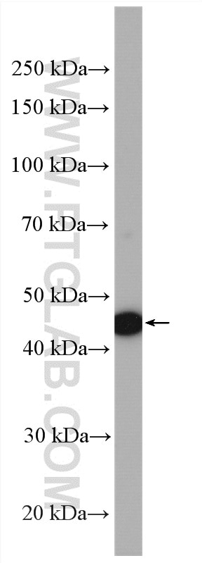 Western Blot (WB) analysis of PC-12 cells using SCF Polyclonal antibody (26582-1-AP)