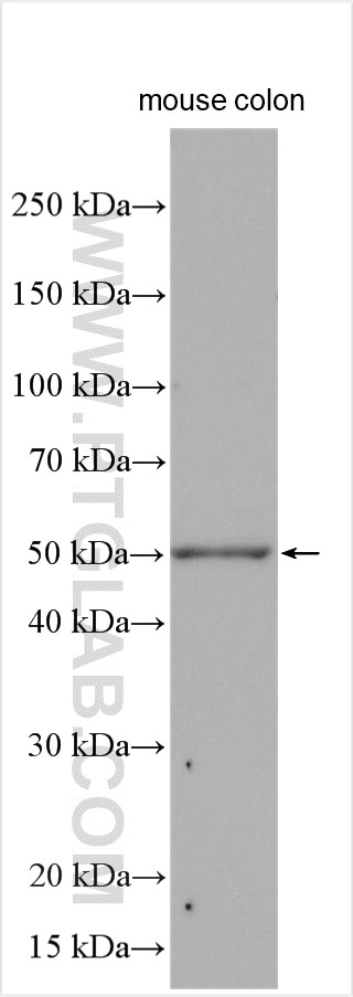 WB analysis using 26582-1-AP