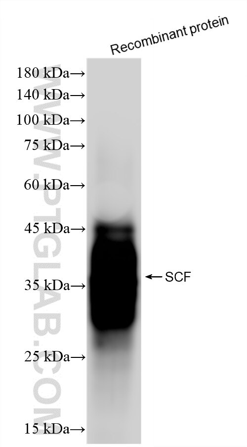 WB analysis using 84118-7-RR Western Blot (WB) analysis of various lysates using SCF Recombinant monoclonal antibody (84118-7-RR)