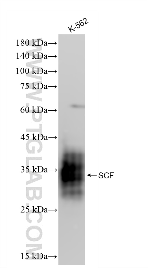 WB analysis using 84118-7-RR Western Blot (WB) analysis of various lysates using SCF Recombinant monoclonal antibody (84118-7-RR)
