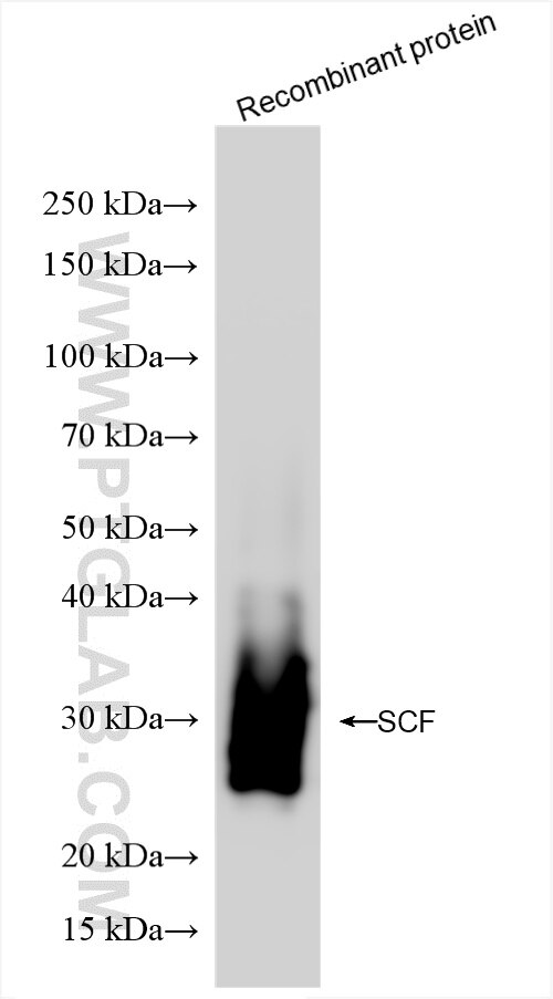 Western Blot (WB) analysis of Recombinant protein using SCF Recombinant antibody (86214-1-RR)
