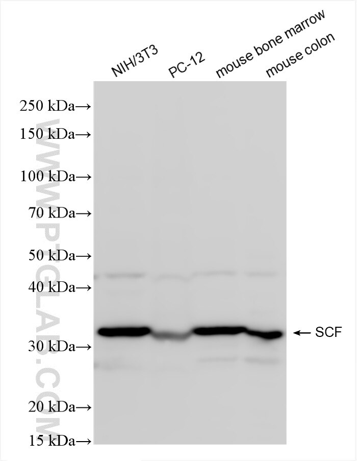 Western Blot (WB) analysis of various lysates using SCF Recombinant antibody (86214-1-RR)