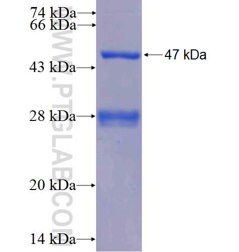 SCF fusion protein Ag25075 SDS-PAGE