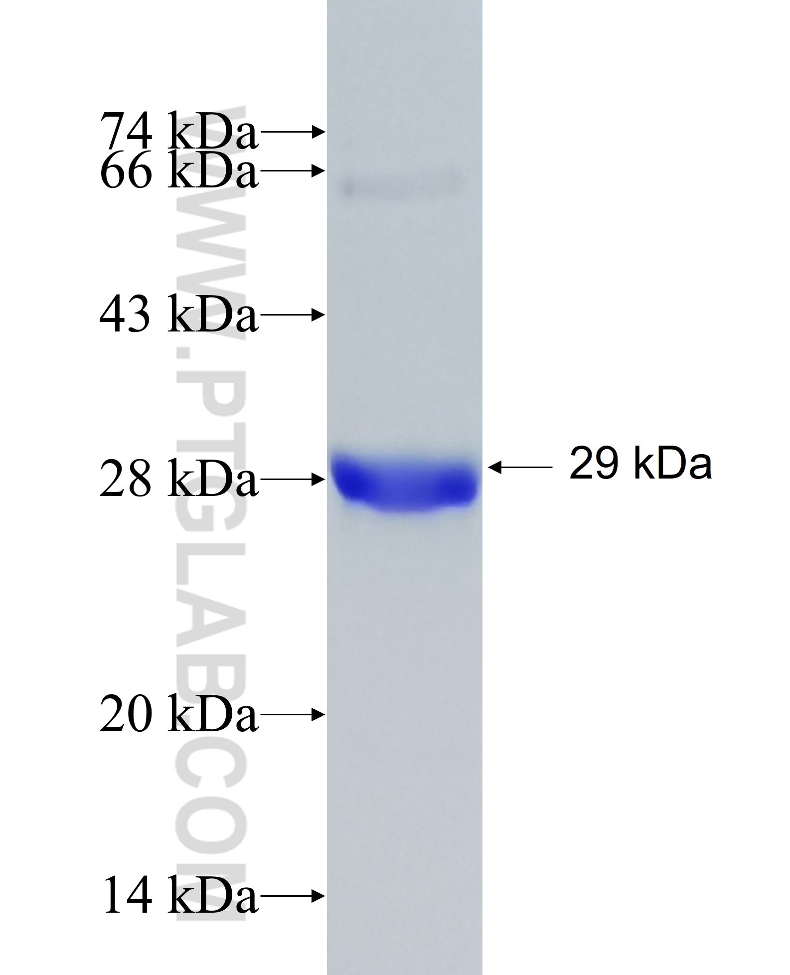 SCF fusion protein Ag25099 SDS-PAGE
