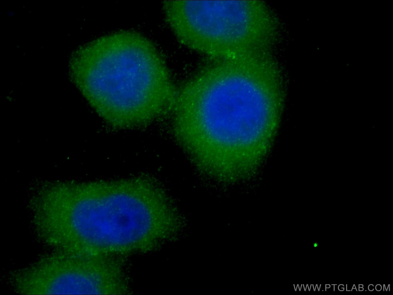 Immunofluorescence (IF) / fluorescent staining of HeLa cells using SCFD1 Polyclonal antibody (12569-1-AP)