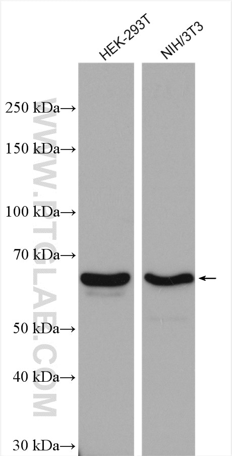 Western Blot (WB) analysis of various lysates using SCFD1 Polyclonal antibody (12569-1-AP)