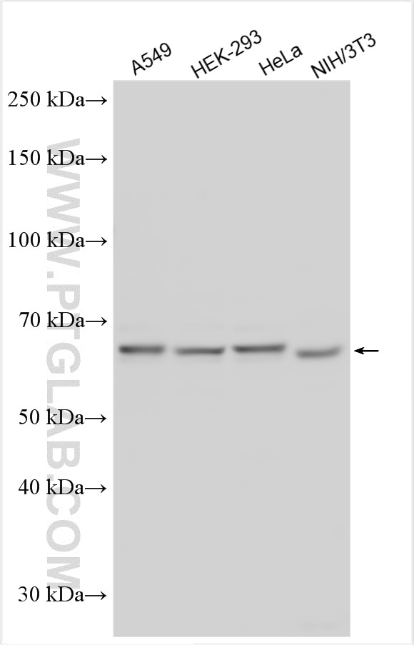 Western Blot (WB) analysis of various lysates using SCFD1 Polyclonal antibody (12569-1-AP)