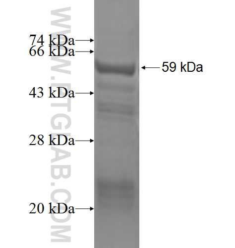 SCFD1 fusion protein Ag3234 SDS-PAGE