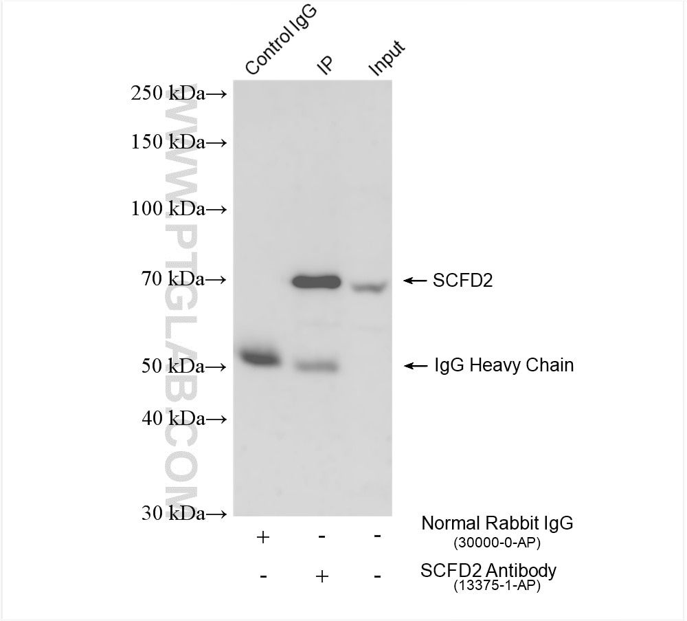 Immunoprecipitation (IP) experiment of COLO 320 cells using SCFD2 Polyclonal antibody (13375-1-AP)