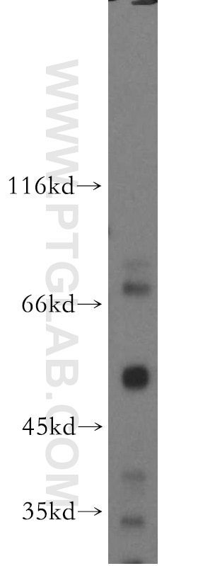 Western Blot (WB) analysis of mouse kidney tissue using SCFD2 Polyclonal antibody (13375-1-AP)