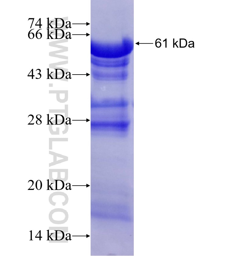 SCFD2 fusion protein Ag4197 SDS-PAGE