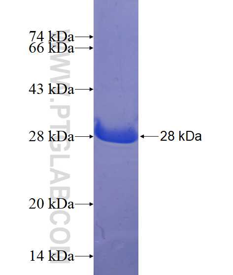 SCG2 fusion protein Ag14506 SDS-PAGE
