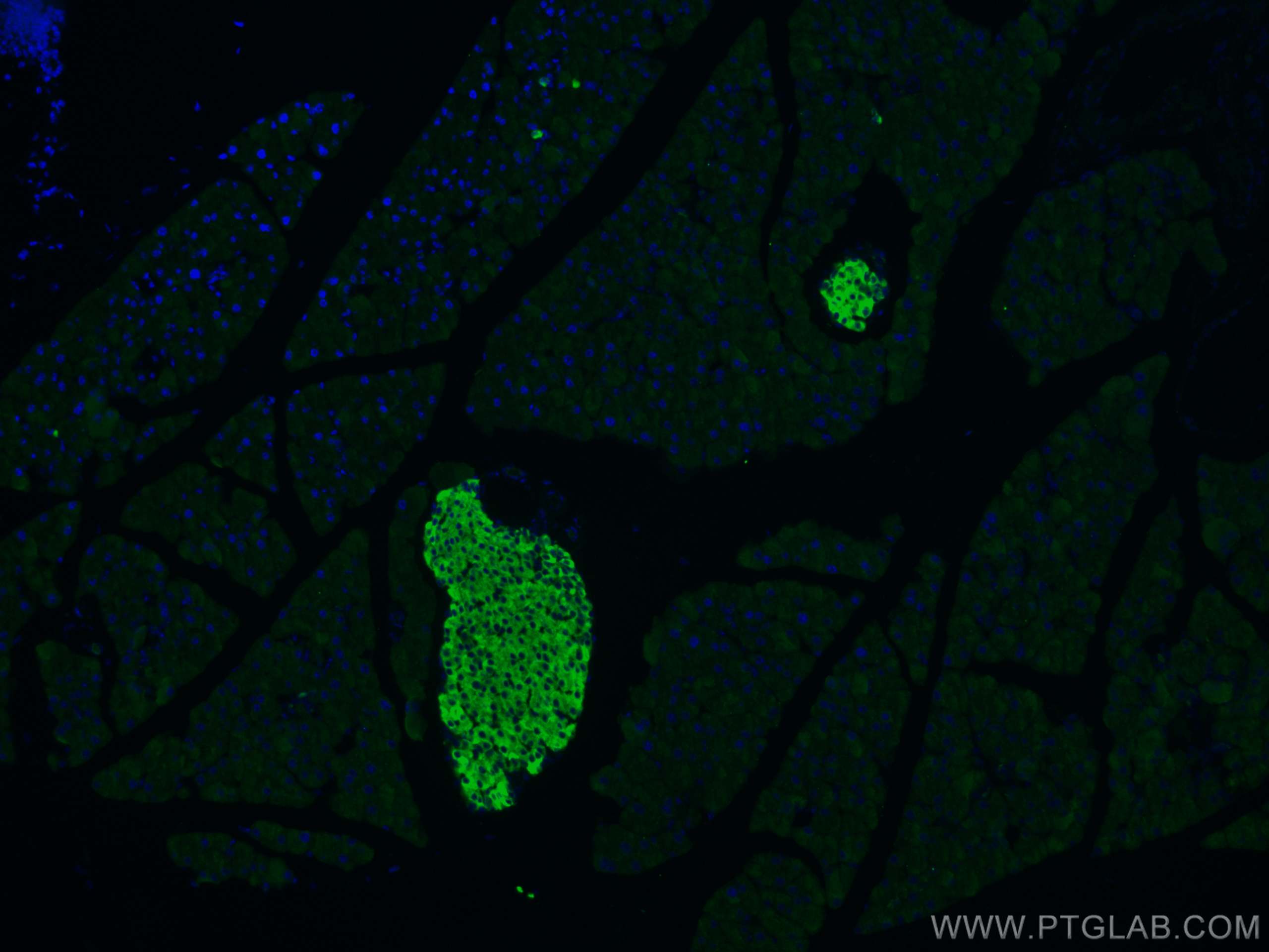 Immunofluorescence (IF) / fluorescent staining of mouse pancreas tissue using Secretogranin III Polyclonal antibody (10954-1-AP)