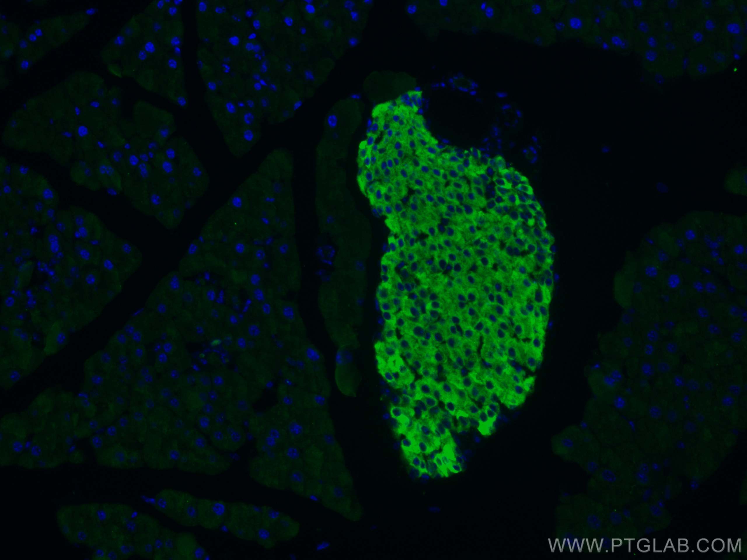 Immunofluorescence (IF) / fluorescent staining of mouse pancreas tissue using Secretogranin III Polyclonal antibody (10954-1-AP)