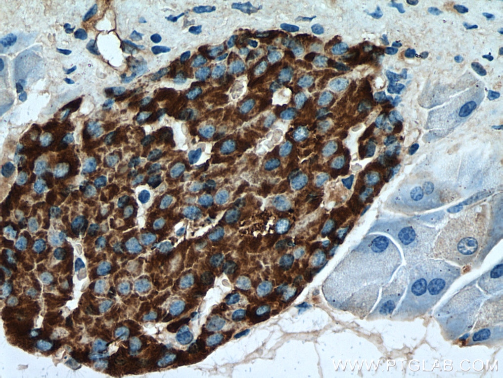 Immunohistochemistry (IHC) staining of mouse pancreas tissue using Secretogranin III Polyclonal antibody (10954-1-AP)