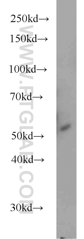 Secretogranin III Polyclonal antibody