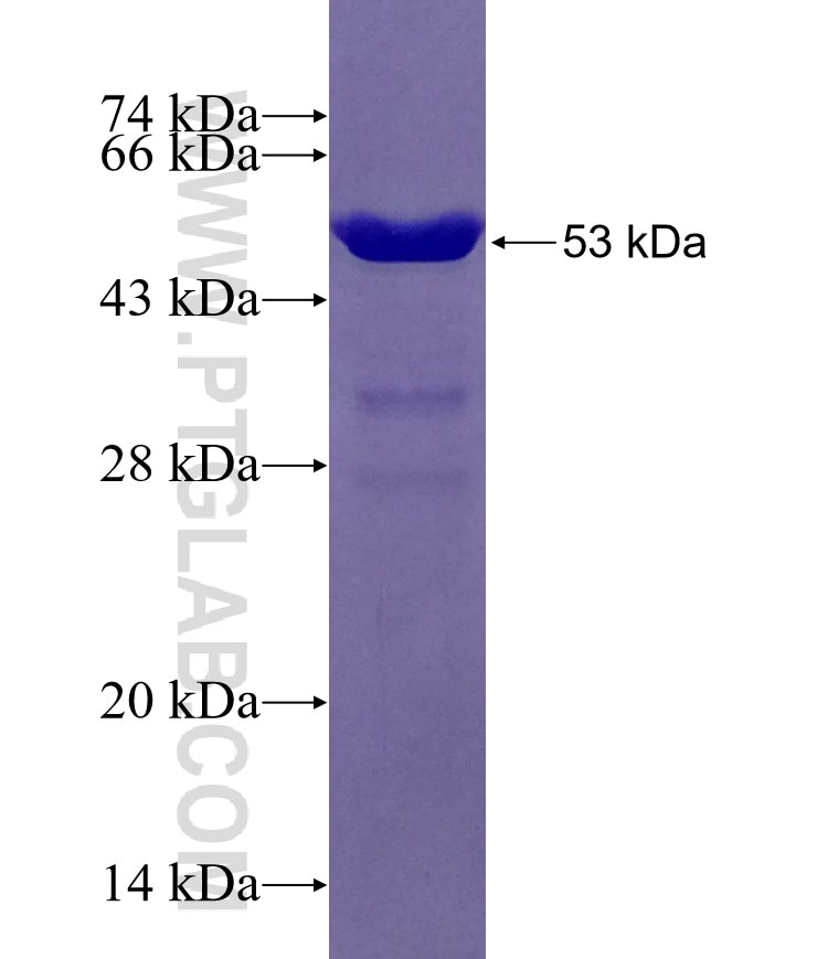 SCG3 fusion protein Ag29235 SDS-PAGE