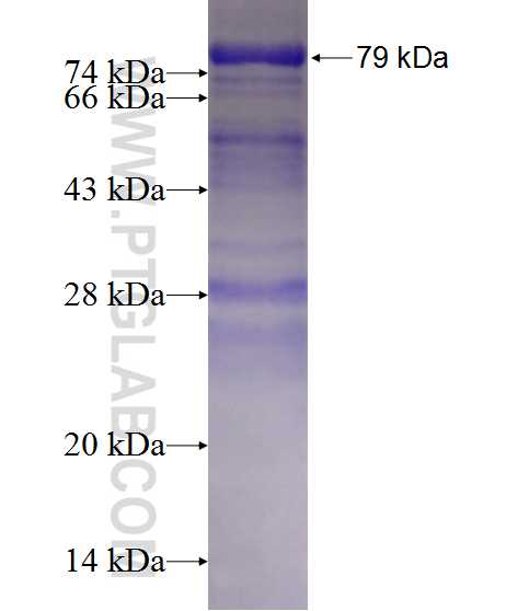 SCG3 fusion protein Ag1397 SDS-PAGE
