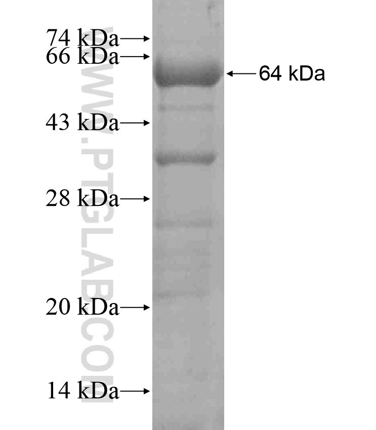 SCG3 fusion protein Ag17973 SDS-PAGE
