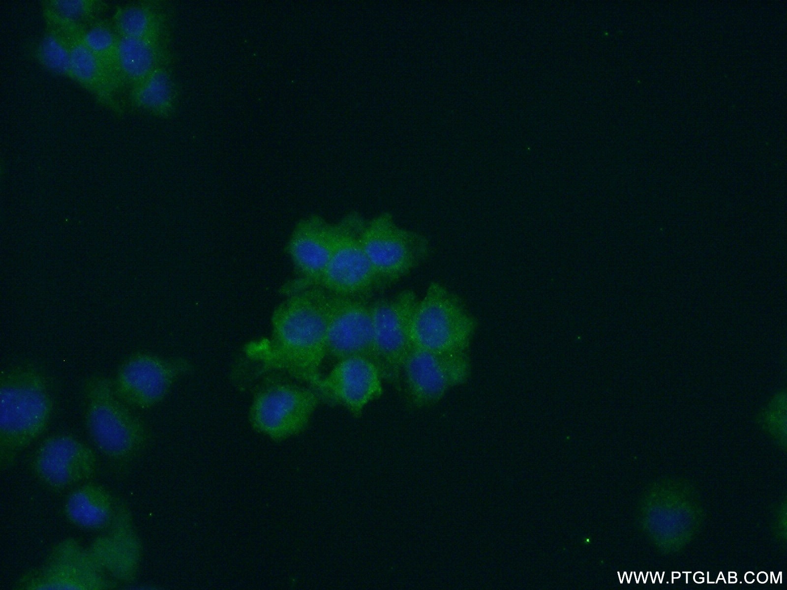 Immunofluorescence (IF) / fluorescent staining of PC-12 cells using Secretogranin V Polyclonal antibody (10761-1-AP)