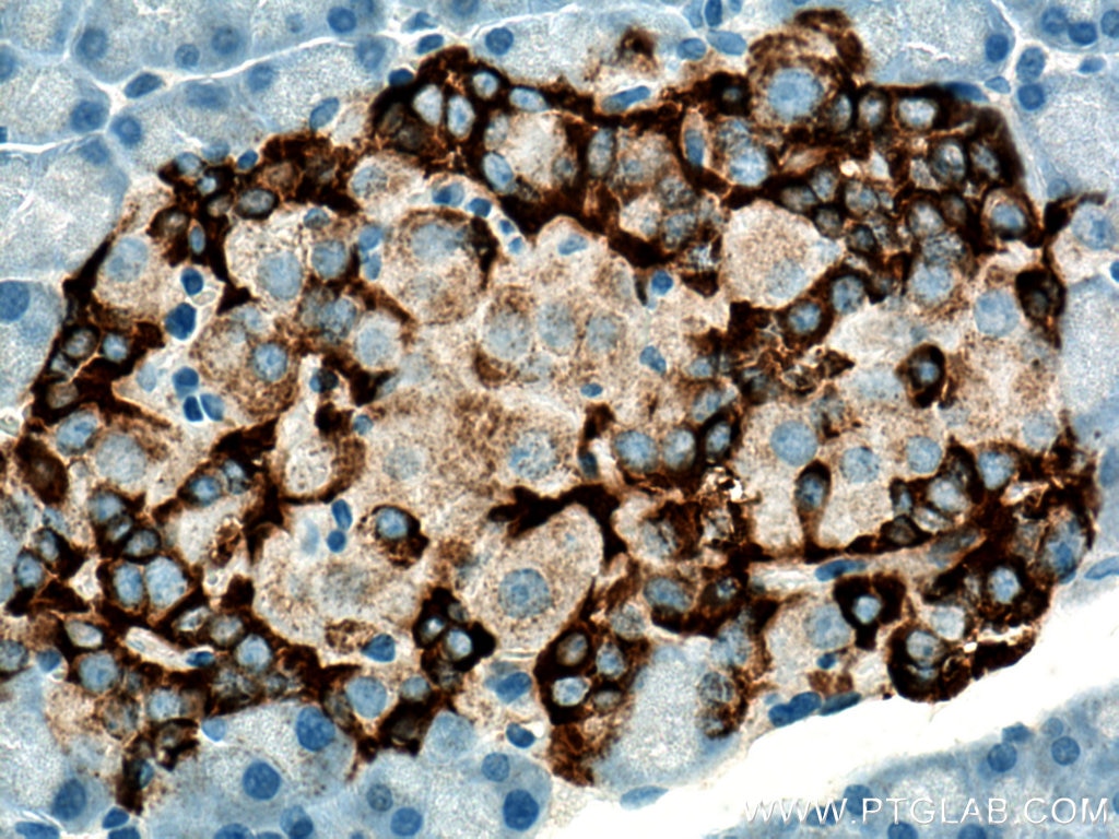 Immunohistochemistry (IHC) staining of rat pancreas tissue using Secretogranin V Polyclonal antibody (10761-1-AP)