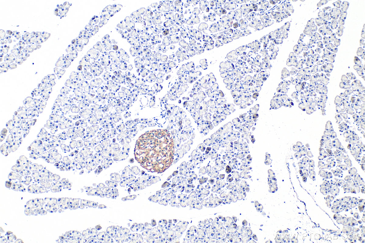 Immunohistochemistry (IHC) staining of mouse pancreas tissue using Secretogranin V Polyclonal antibody (10761-1-AP)