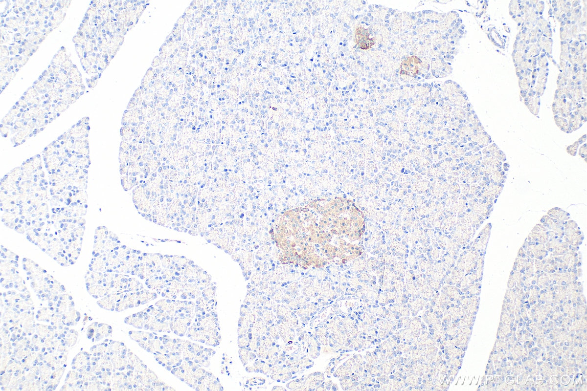 Immunohistochemistry (IHC) staining of rat pancreas tissue using Secretogranin V Polyclonal antibody (10761-1-AP)