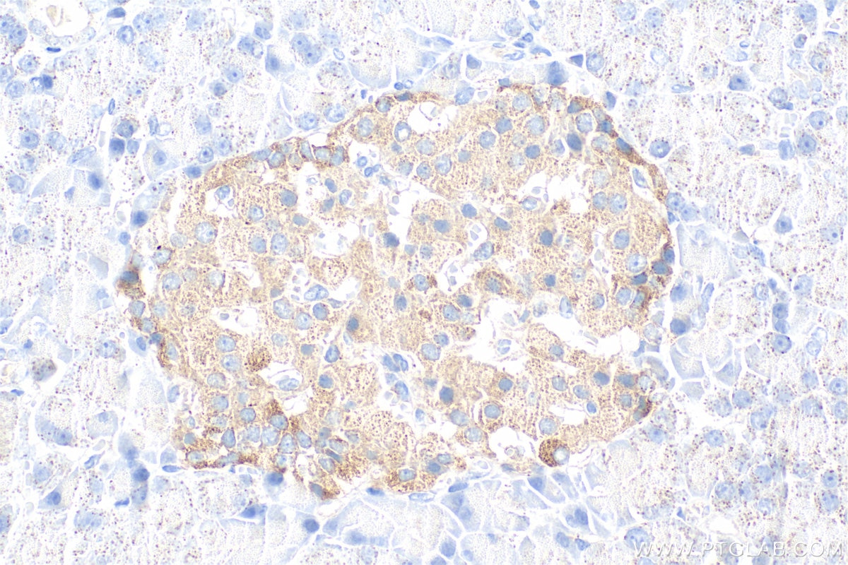 Immunohistochemistry (IHC) staining of rat pancreas tissue using Secretogranin V Polyclonal antibody (10761-1-AP)