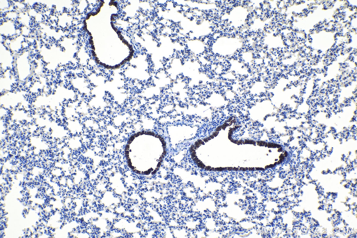 Immunohistochemistry (IHC) staining of mouse lung tissue using Uteroglobin/CC10 Polyclonal antibody (10490-1-AP)