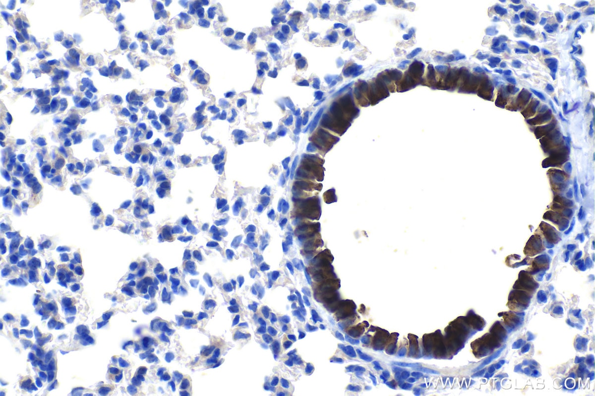 Immunohistochemistry (IHC) staining of mouse lung tissue using Uteroglobin/CC10 Polyclonal antibody (10490-1-AP)