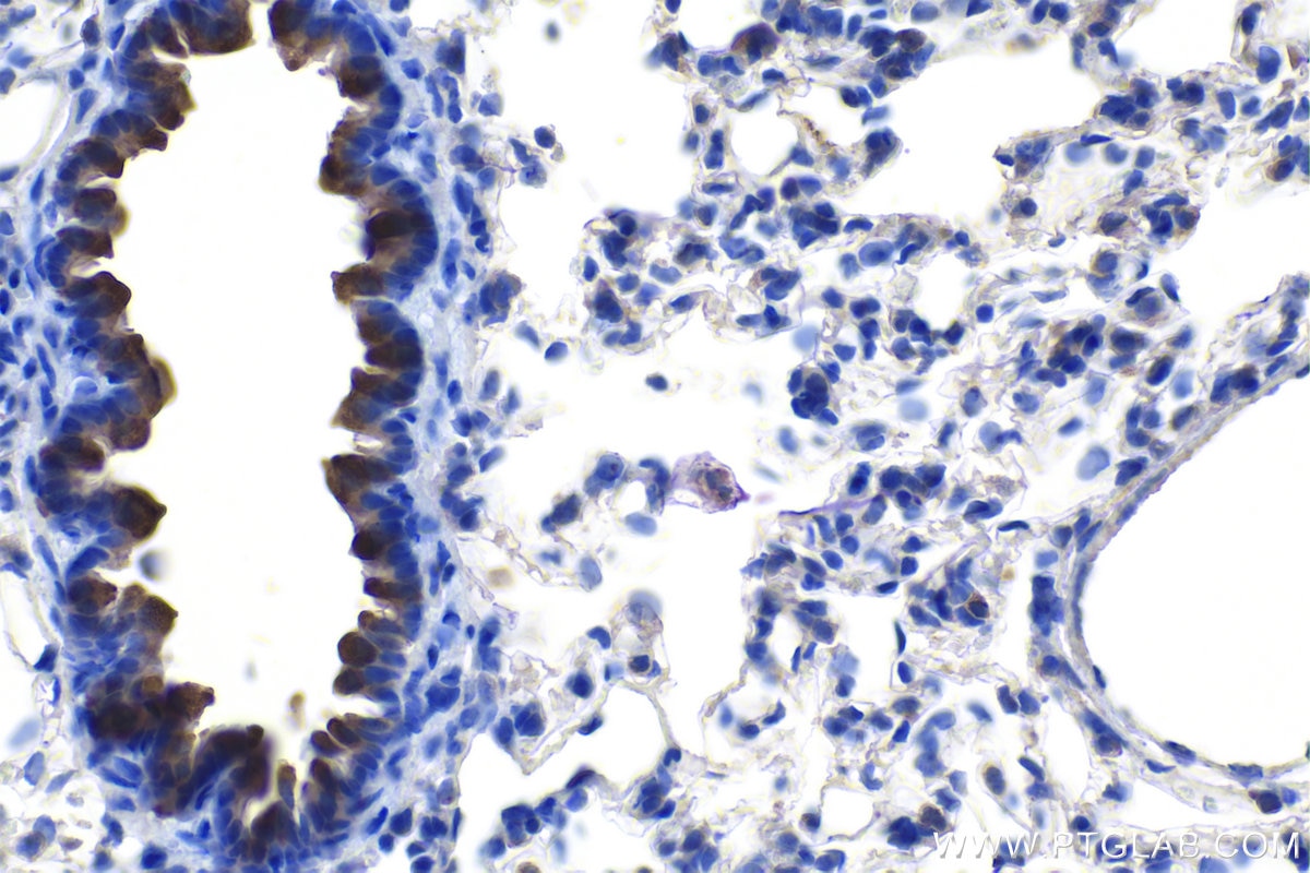 Immunohistochemistry (IHC) staining of rat lung tissue using Uteroglobin/CC10 Polyclonal antibody (10490-1-AP)